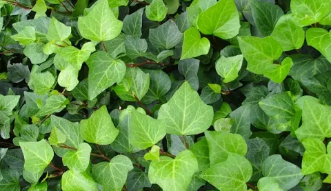 IVY Leaf Extract IVY Leaf Extract