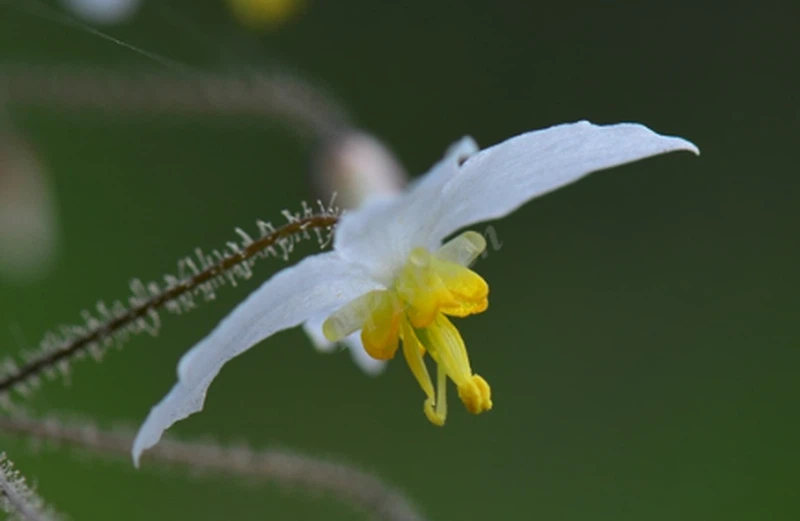 Epimedium Extract Epimedium Extract